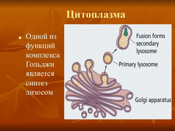 Одной из функций комплекса Гольджи является синтез лизосом Цитоплазма