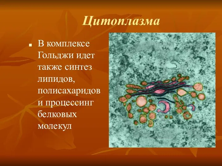 В комплексе Гольджи идет также синтез липидов, полисахаридов и процессинг белковых молекул Цитоплазма