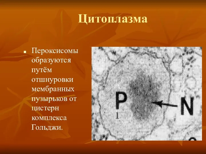 Цитоплазма Пероксисомы образуются путём отшнуровки мембранных пузырьков от цистерн комплекса Гольджи.