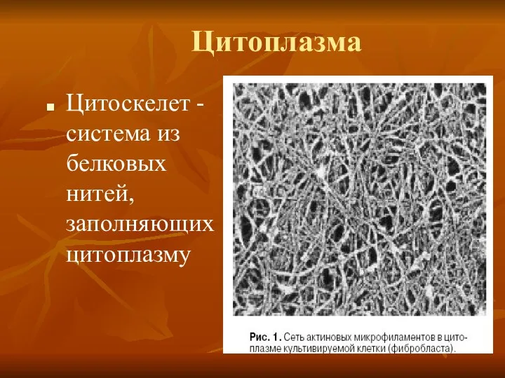 Цитоплазма Цитоскелет - система из белковых нитей, заполняющих цитоплазму