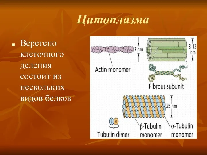 Веретено клеточного деления состоит из нескольких видов белков Цитоплазма