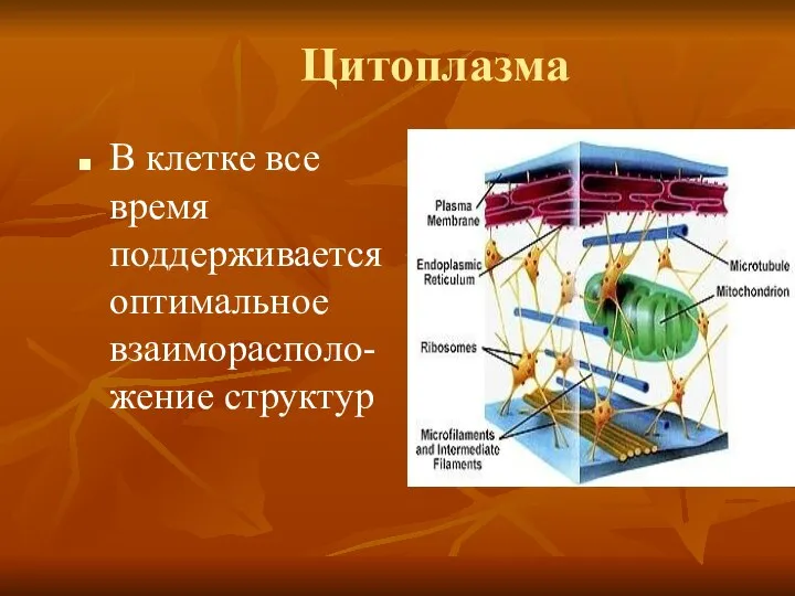 В клетке все время поддерживается оптимальное взаиморасполо-жение структур Цитоплазма