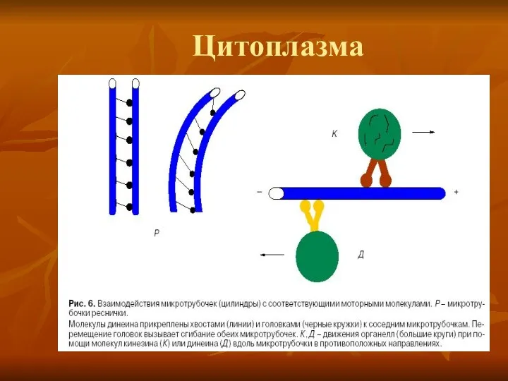 Цитоплазма