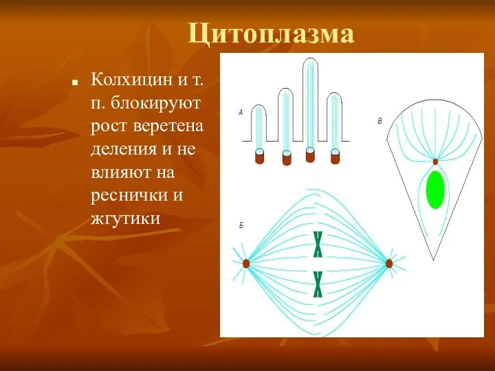 Цитоплазма Колхицин и т.п. блокируют рост веретена деления и не влияют на реснички и жгутики