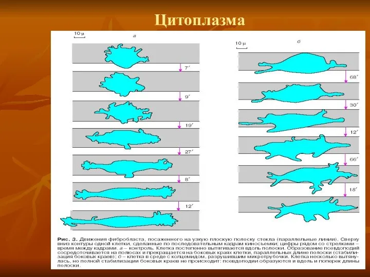 Цитоплазма