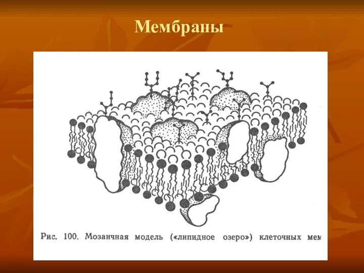 Мембраны