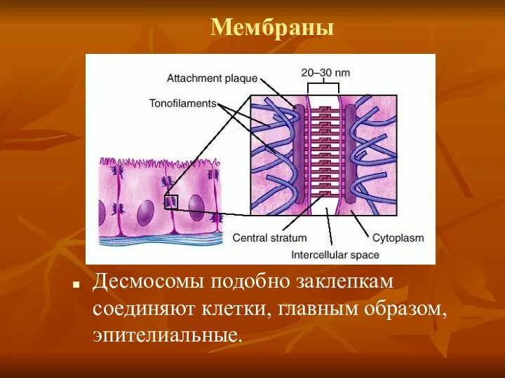 Мембраны Десмосомы подобно заклепкам соединяют клетки, главным образом, эпителиальные.