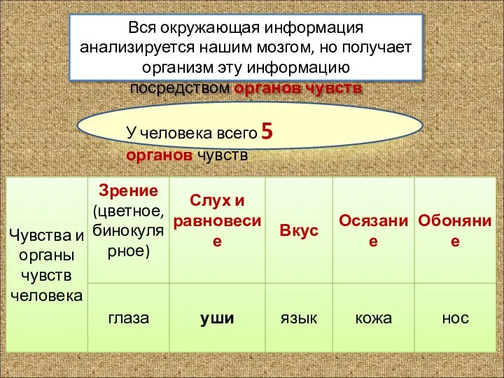 Вся окружающая информация анализируется нашим мозгом, но получает организм эту информацию посредством