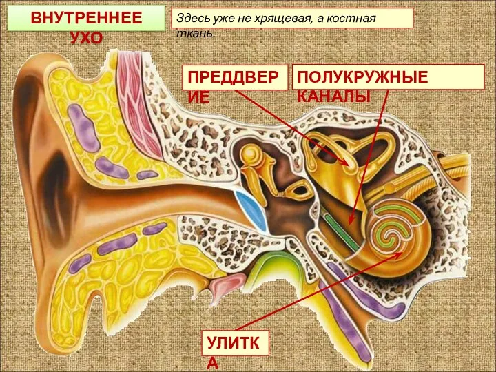 ПРЕДДВЕРИЕ ПОЛУКРУЖНЫЕ КАНАЛЫ УЛИТКА Здесь уже не хрящевая, а костная ткань. ВНУТРЕННЕЕ УХО