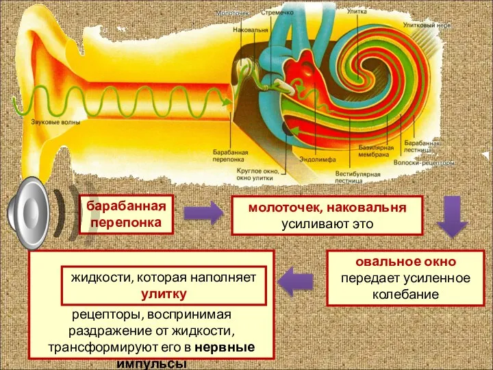 рецепторы, воспринимая раздражение от жидкости, трансформируют его в нервные импульсы барабанная перепонка