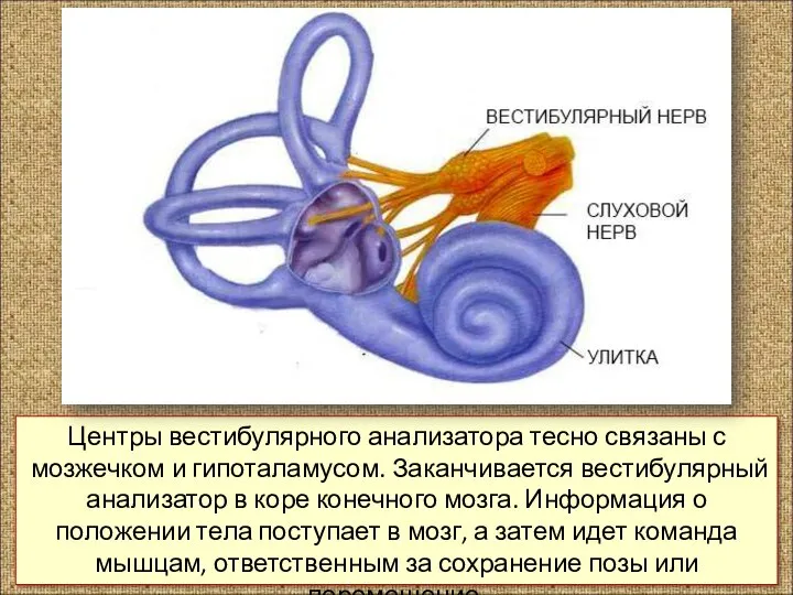 Центры вестибулярного анализатора тесно связаны с мозжечком и гипоталамусом. Закан­чивается вестибулярный анализатор