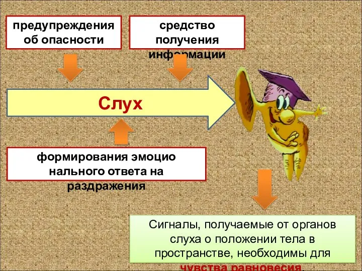 Сигналы, получае­мые от органов слуха о положении тела в пространстве, необходимы для