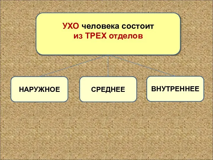 УХО человека состоит из ТРЕХ отделов НАРУЖНОЕ СРЕДНЕЕ ВНУТРЕННЕЕ