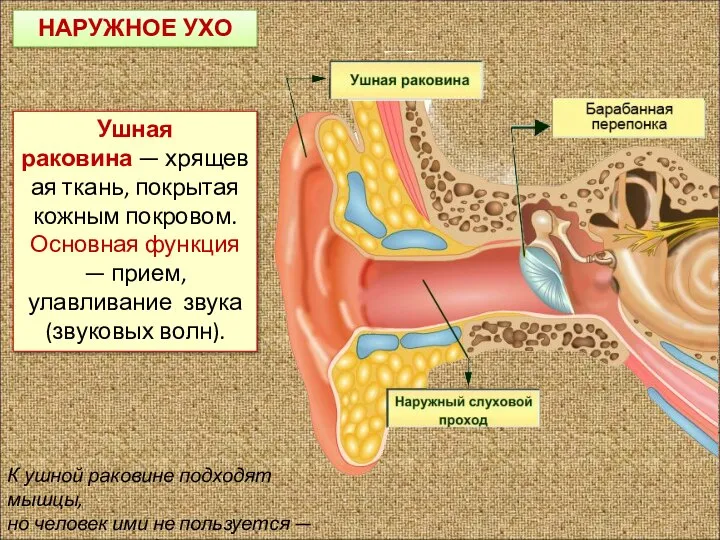 НАРУЖНОЕ УХО Ушная раковина — хрящевая ткань, покрытая кожным покровом. Основная функция