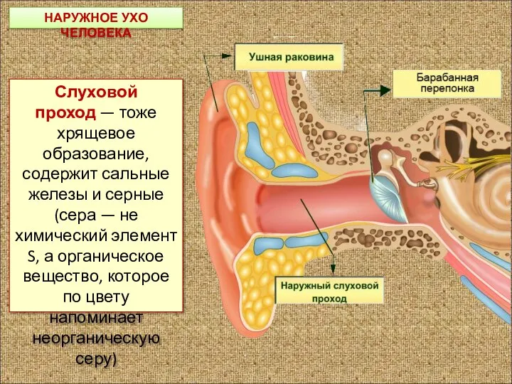 НАРУЖНОЕ УХО ЧЕЛОВЕКА Слуховой проход — тоже хрящевое образование, содержит сальные железы