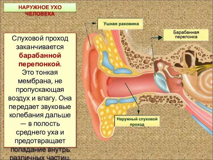 НАРУЖНОЕ УХО ЧЕЛОВЕКА Слуховой проход заканчивается барабанной перепонкой. Это тонкая мембрана, не