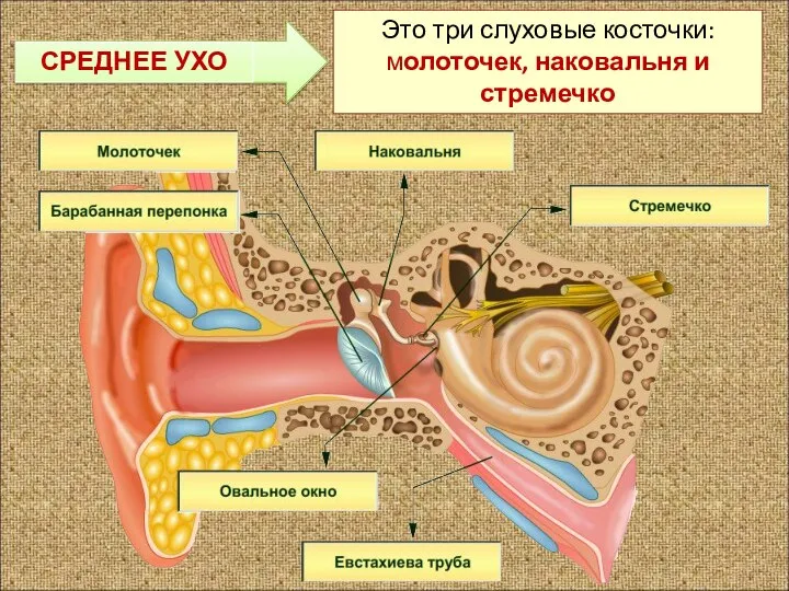 Это три слуховые косточки: молоточек, наковальня и стремечко СРЕДНЕЕ УХО