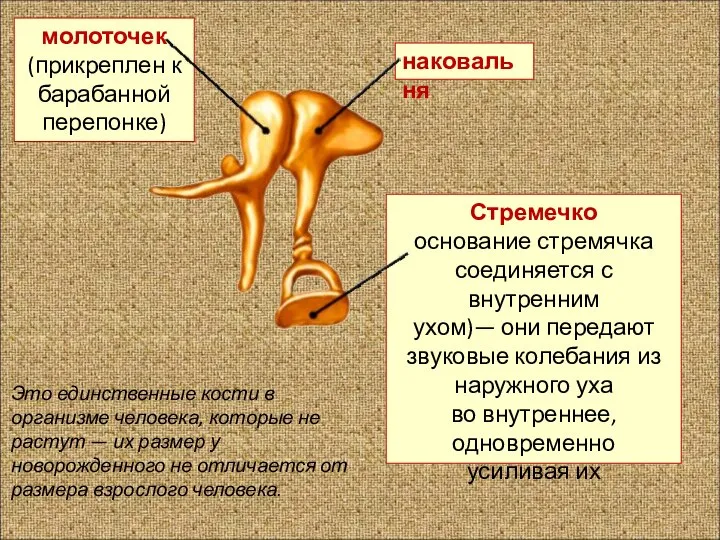 молоточек (прикреплен к барабанной перепонке) наковальня Стремечко основание стремячка соединяется с внутренним