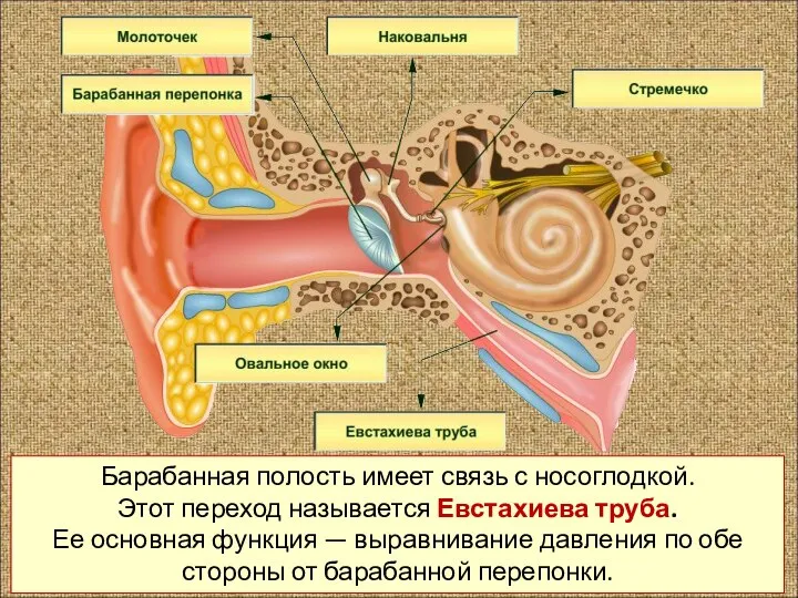 Барабанная полость имеет связь с носоглодкой. Этот переход называется Евстахиева труба. Ее