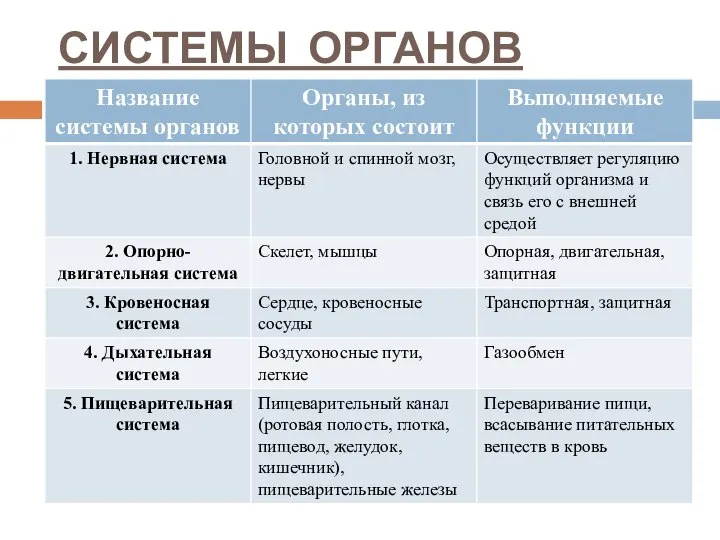 СИСТЕМЫ ОРГАНОВ