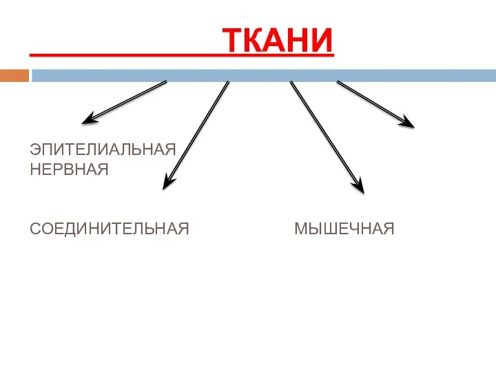 ТКАНИ ЭПИТЕЛИАЛЬНАЯ НЕРВНАЯ СОЕДИНИТЕЛЬНАЯ МЫШЕЧНАЯ