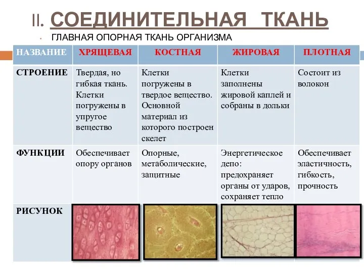 II. СОЕДИНИТЕЛЬНАЯ ТКАНЬ ГЛАВНАЯ ОПОРНАЯ ТКАНЬ ОРГАНИЗМА