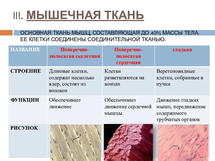 III. МЫШЕЧНАЯ ТКАНЬ ОСНОВНАЯ ТКАНЬ МЫШЦ, СОСТАВЛЯЮЩАЯ ДО 40% МАССЫ ТЕЛА. ЕЕ КЛЕТКИ СОЕДИНЕНЫ СОЕДИНИТЕЛЬНОЙ ТКАНЬЮ.