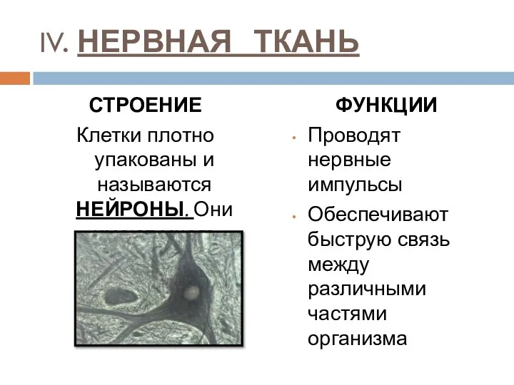 IV. НЕРВНАЯ ТКАНЬ СТРОЕНИЕ Клетки плотно упакованы и называются НЕЙРОНЫ. Они имеют