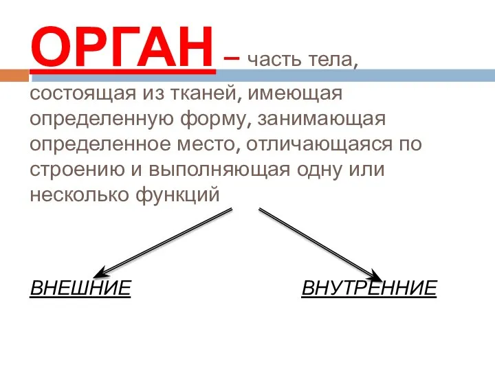 ОРГАН – часть тела, состоящая из тканей, имеющая определенную форму, занимающая определенное