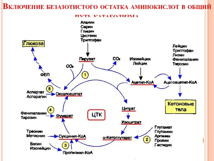 Включение безазотистого остатка аминокислот в общий путь катаболизма