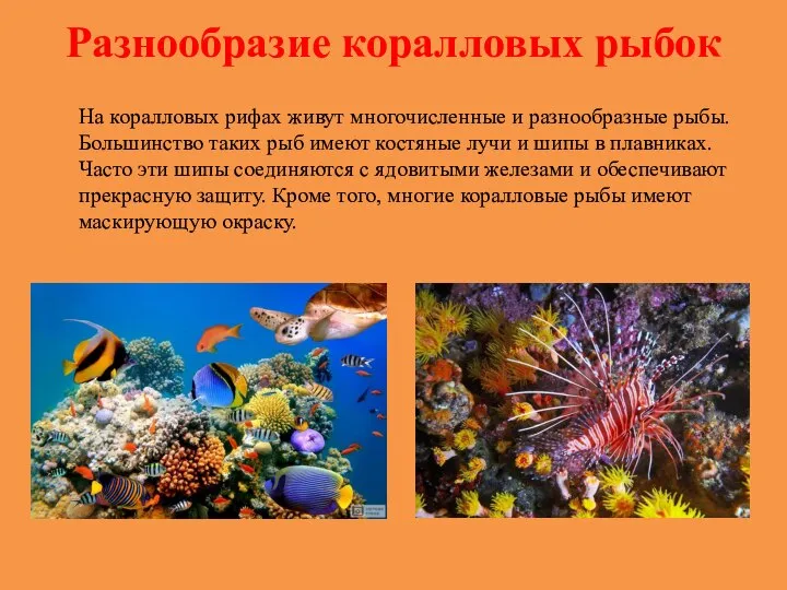 Разнообразие коралловых рыбок На коралловых рифах живут многочисленные и разнообразные рыбы. Большинство
