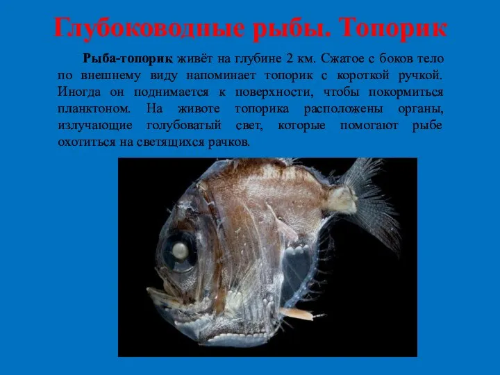Глубоководные рыбы. Топорик Рыба-топорик живёт на глубине 2 км. Сжатое с боков