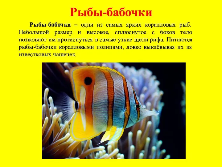 Рыбы-бабочки Рыбы-бабочки – одни из самых ярких коралловых рыб. Небольшой размер и