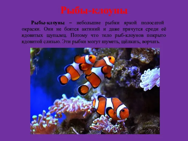Рыбы-клоуны Рыбы-клоуны – небольшие рыбки яркой полосатой окраски. Они не боятся актиний