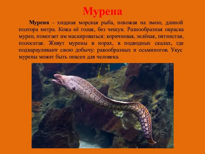 Мурена Мурена – хищная морская рыба, похожая на змею, длиной полтора метра.