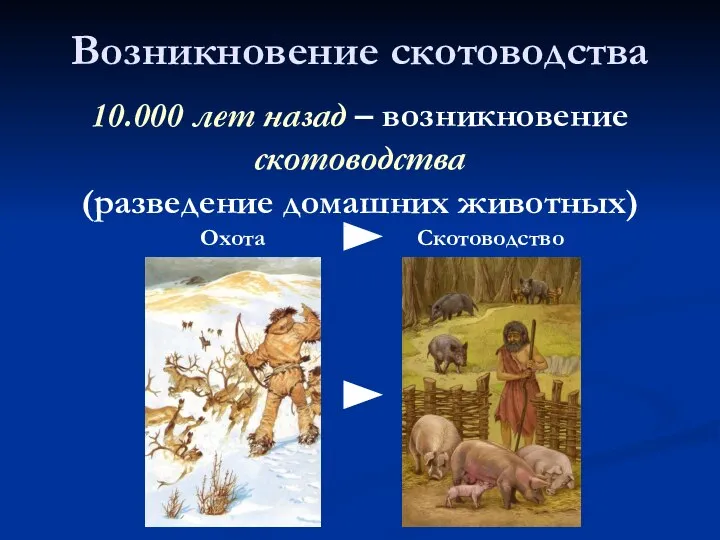 Возникновение скотоводства 10.000 лет назад – возникновение скотоводства (разведение домашних животных) Скотоводство Охота