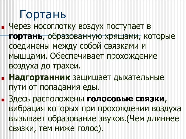 Гортань Через носоглотку воздух поступает в гортань, образованную хрящами, которые соединены между