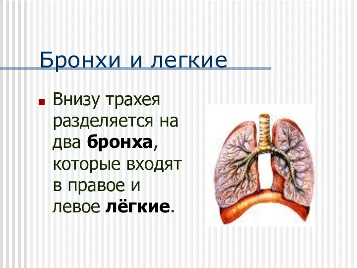 Бронхи и легкие Внизу трахея разделяется на два бронха, которые входят в правое и левое лёгкие.