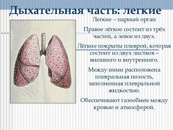 Дыхательная часть: легкие Легкие – парный орган Правое лёгкое состоит из трёх