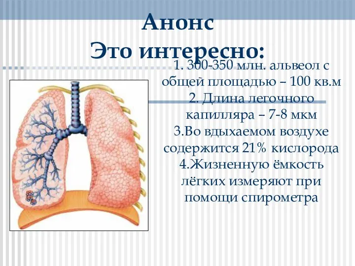 1. 300-350 млн. альвеол с общей площадью – 100 кв.м 2. Длина