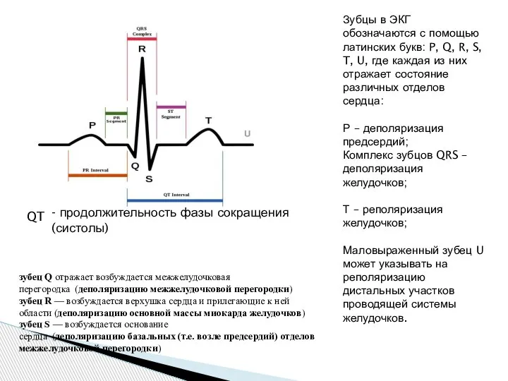 Зубцы в ЭКГ обозначаются с помощью латинских букв: P, Q, R, S,