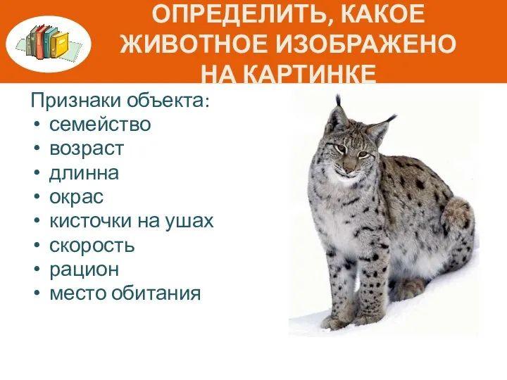 ОПРЕДЕЛИТЬ, КАКОЕ ЖИВОТНОЕ ИЗОБРАЖЕНО НА КАРТИНКЕ Признаки объекта: семейство возраст длинна окрас