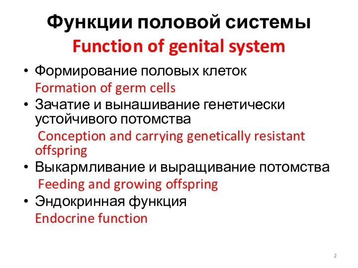 Функции половой системы Function of genital system Формирование половых клеток Formation of