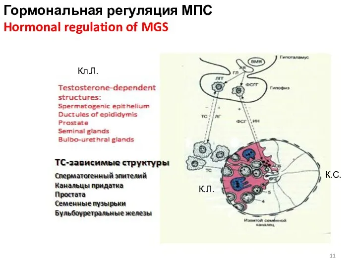 Гормональная регуляция МПС Hormonal regulation of MGS Кл.Л. К.С. К.Л.