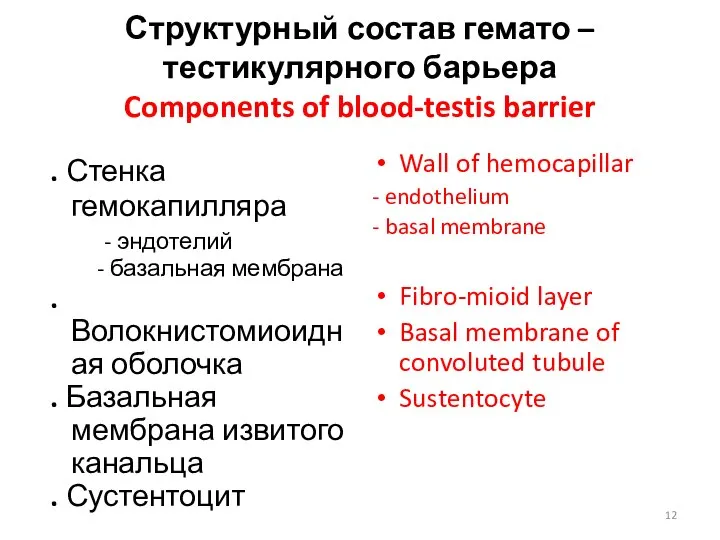 Структурный состав гемато – тестикулярного барьера Components of blood-testis barrier . Стенка