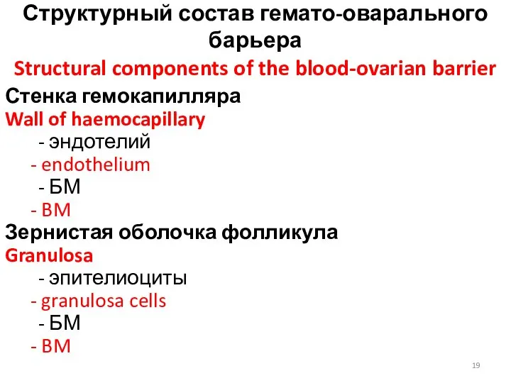 Структурный состав гемато-оварального барьера Structural components of the blood-ovarian barrier Стенка гемокапилляра
