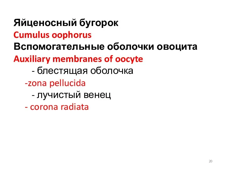 Яйценосный бугорок Cumulus oophorus Вспомогательные оболочки овоцита Auxiliary membranes of oocyte -