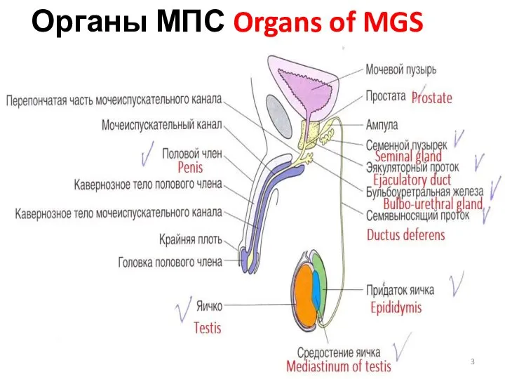 Органы МПС Organs of MGS