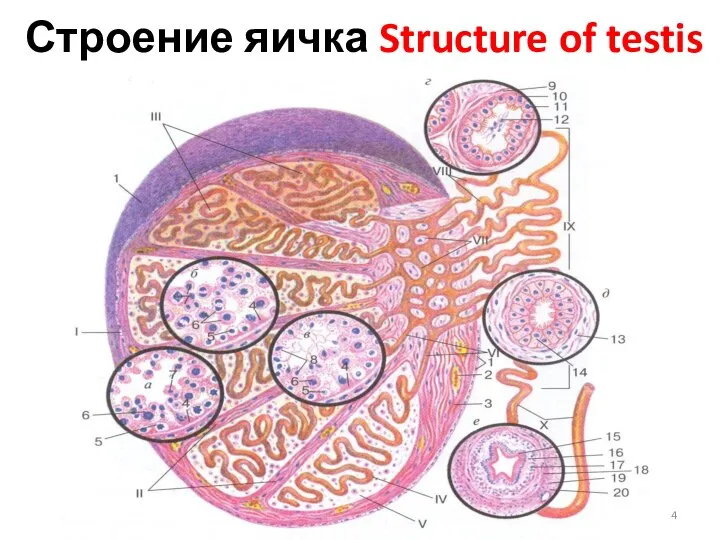Строение яичка Structure of testis