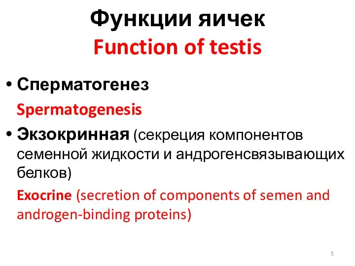 Функции яичек Function of testis Сперматогенез Spermatogenesis Экзокринная (секреция компонентов семенной жидкости
